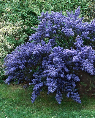 Produktabbildung 3 für Immergrüner Duftstrauch "Blue", Duo