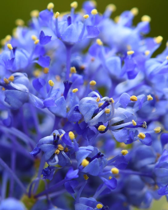 Produktabbildung für Immergrüner Duftstrauch "Blue", Duo