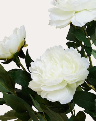 Produktabbildung 5 für Peonie im Topf