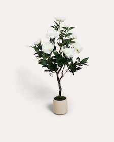 Produktabbildung für Peonie im Topf