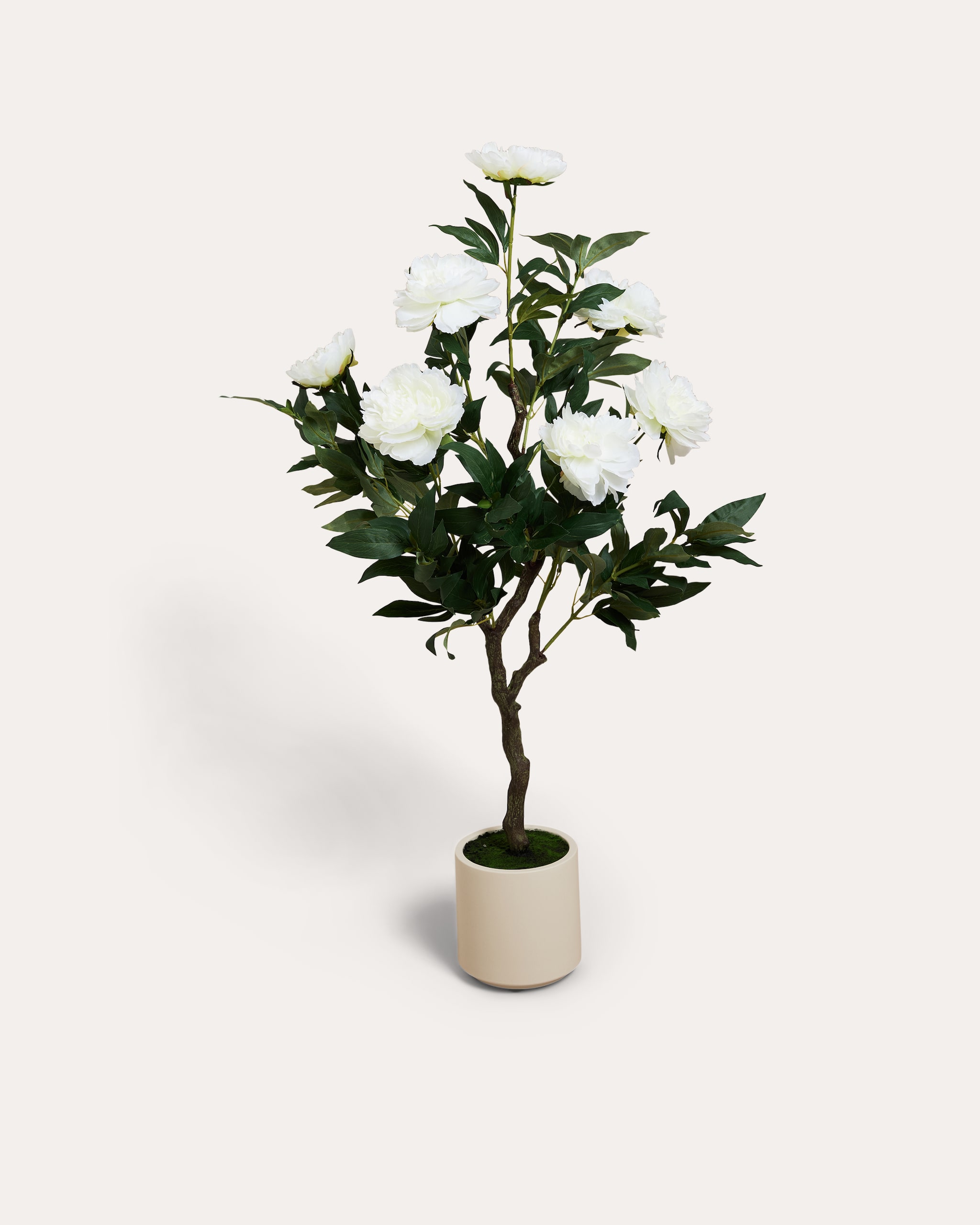 Produktabbildung für Peonie im Topf