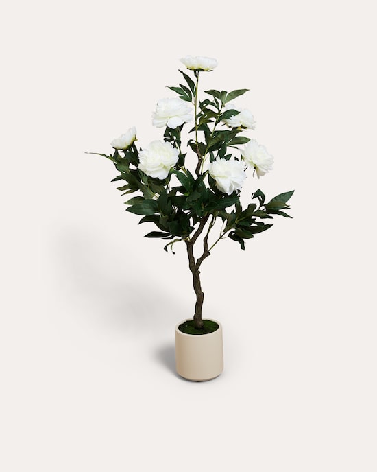 Produktabbildung für Peonie im Topf