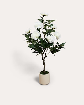 Produktabbildung 4 für Peonie im Topf
