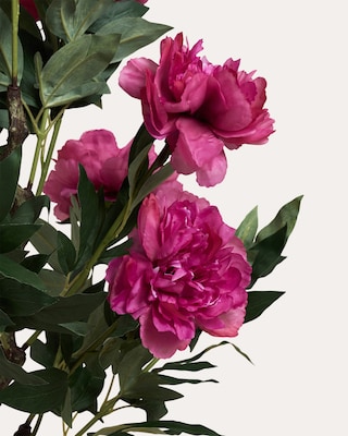 Produktabbildung 3 für Peonie im Topf