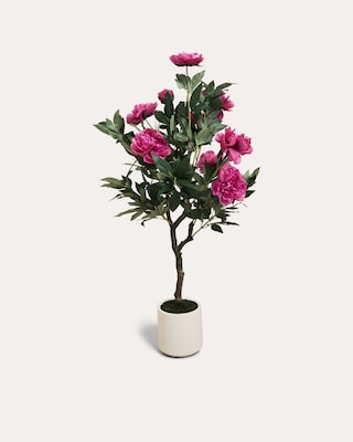Produktabbildung 2 für Peonie im Topf