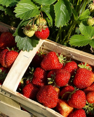 Produktabbildung 2 für Erdbeer-Pflanzen, 9tlg.