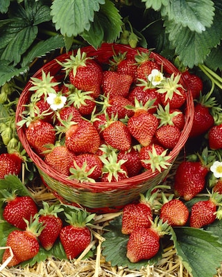 Produktabbildung 5 für Erdbeer-Pflanzen, 9tlg.