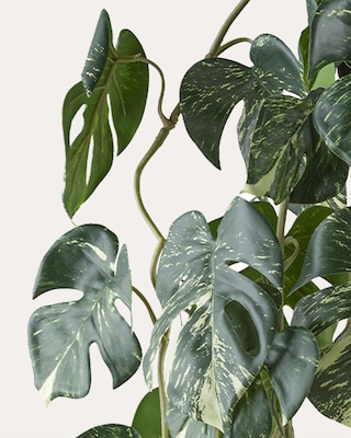 Produktabbildung 2 für Splitphilodendron hängend