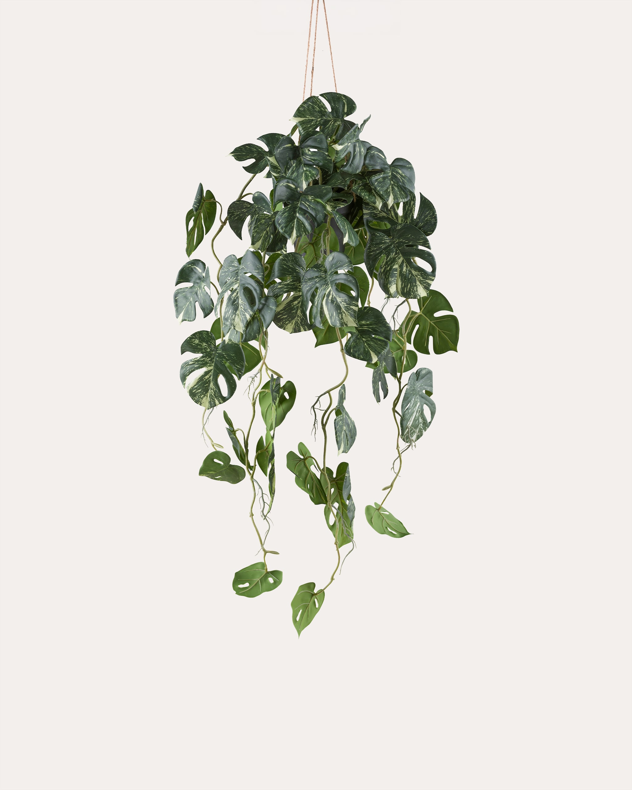 Produktabbildung für Splitphilodendron hängend