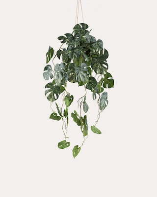Produktabbildung 1 für Splitphilodendron hängend