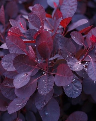 Produktabbildung 4 für Cotinus "Royal Purple"