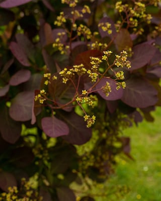Produktabbildung 2 für Cotinus "Royal Purple"