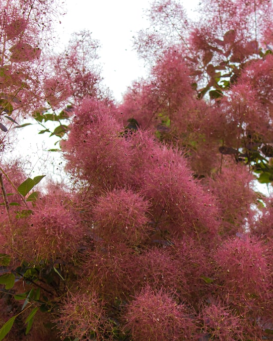 Produktabbildung für Cotinus "Royal Purple"