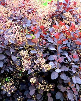 Produktabbildung 3 für Cotinus "Royal Purple"