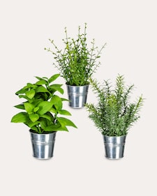 Produktabbildung für Kräuter-Set, 3tlg.