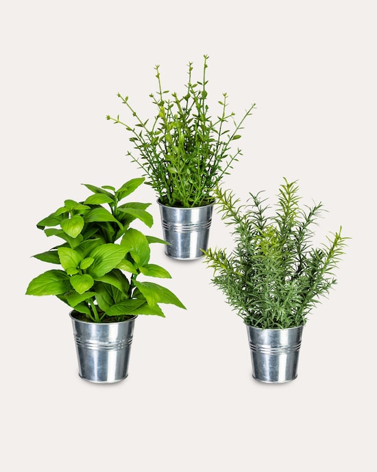 Produktabbildung für Kräuter-Set, 3tlg.