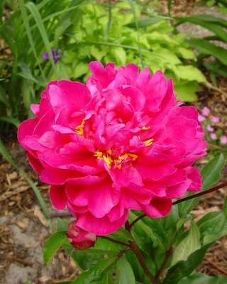 Produktabbildung 2 für Duftende Strauchpfingstrosen, 4tlg.