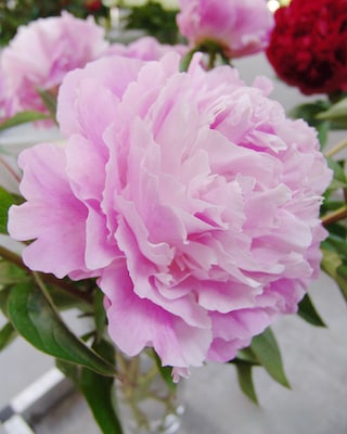 Produktabbildung 1 für Duftende Strauchpfingstrosen, 4tlg.