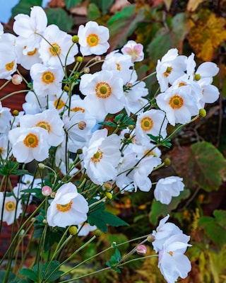 Produktabbildung 3 für Anemonen, 3er Set