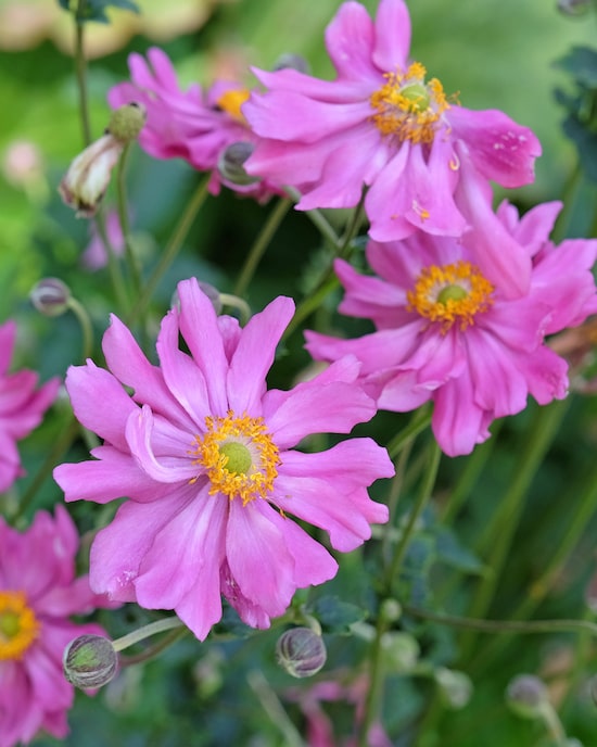 Produktabbildung für Anemonen, 3er Set