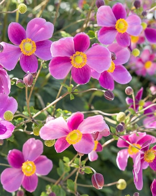 Produktabbildung 2 für Anemonen, 3er Set