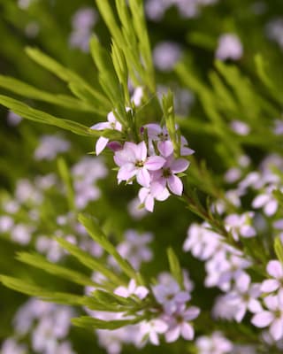Produktabbildung 2 für Götterduft "Sunset Gold"