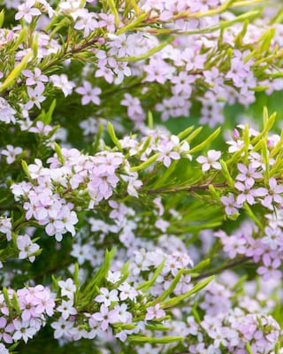 Produktabbildung 1 für Götterduft "Sunset Gold"