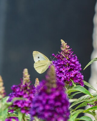 Produktabbildung 2 für Zwerg-Buddleija "Butterfly Candy Little Purple"