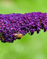 Produktabbildung für Zwerg-Buddleija "Butterfly Candy Little Purple"