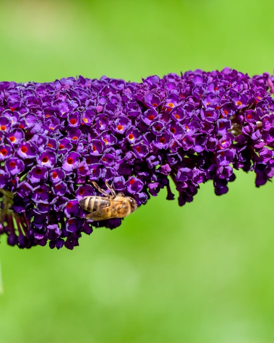 Produktabbildung für Zwerg-Buddleija "Butterfly Candy Little Purple"