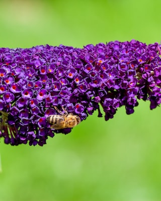 Produktabbildung 1 für Zwerg-Buddleija "Butterfly Candy Little Purple"