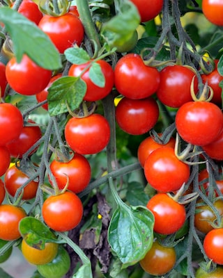 Produktabbildung 2 für Zuckertomate Candy Rot