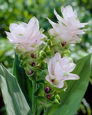 Produktabbildung 3 für Curcuma-Träume, 3tlg.