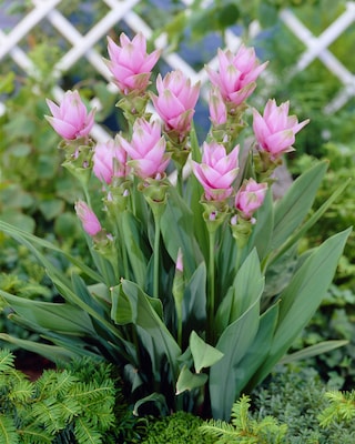 Produktabbildung 2 für Curcuma-Träume, 3tlg.