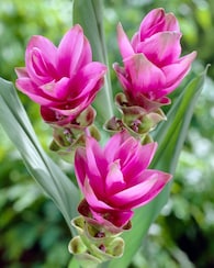 Produktabbildung für Curcuma-Träume, 3tlg.