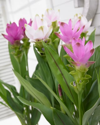 Produktabbildung 4 für Curcuma-Träume, 3tlg.