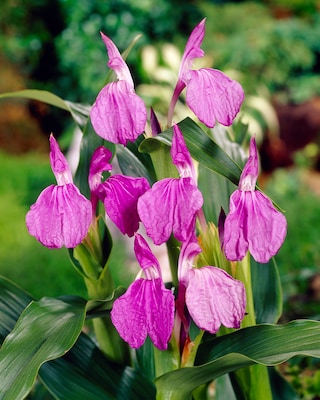 Produktabbildung 2 für Ingwer Orchidee