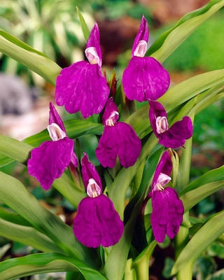 Produktabbildung 1 für Ingwer Orchidee