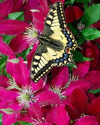 Produktabbildung für Hängeampel-Clematis "Ansley"