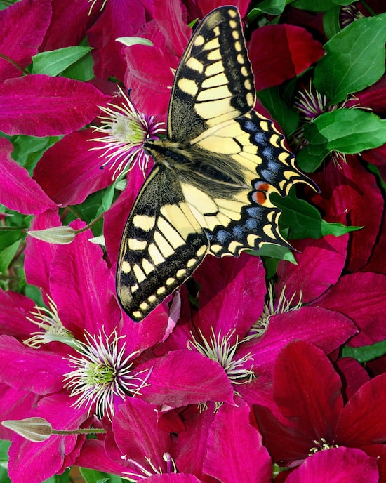 Produktabbildung für Hängeampel-Clematis "Ansley"