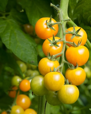 Produktabbildung 2 für Zuckertomate Candy Gelb