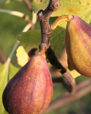 Produktabbildung 2 für Feige Two Timer
