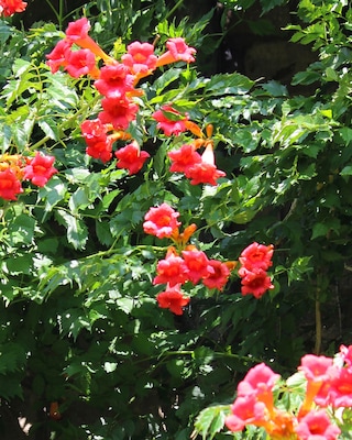 Produktabbildung 2 für Klettertrompete "Pink Panther"