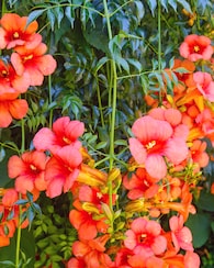 Produktabbildung für Klettertrompete "Pink Panther"