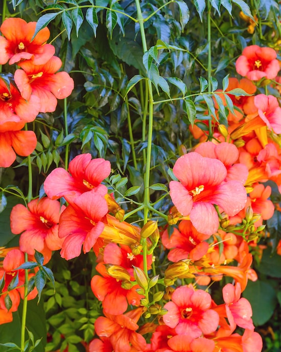 Produktabbildung für Klettertrompete "Pink Panther"