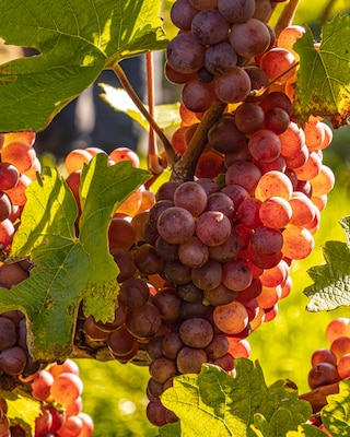 Produktabbildung 1 für Kernlose Traube "Razz Matazz"