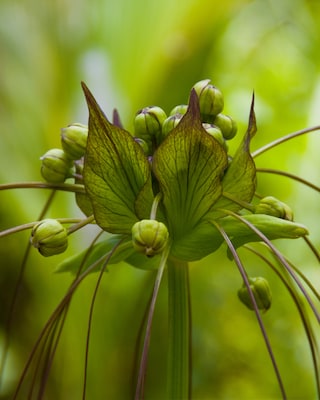 Produktabbildung 3 für Tacca - Katzenkopf Orchidee