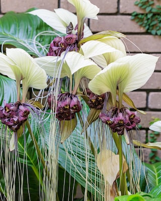 Produktabbildung 1 für Tacca - Katzenkopf Orchidee