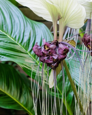 Produktabbildung 2 für Tacca - Katzenkopf Orchidee