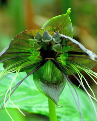 Produktabbildung 4 für Tacca - Katzenkopf Orchidee